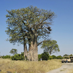 Baobab Tree